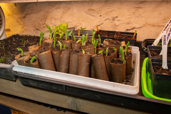 Large green shoots emerging from several dozen toilet paper rolls filled with potting medium.