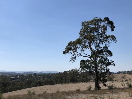 Early arvo, large tree and hill in the background.