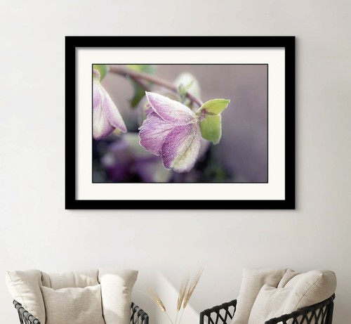 Delicately frosted petals of a pink Helleborus flower called Hellebore Frostkiss Glenda's Gloss. The soft focus background enhances the flower's vivid colors and intricate details.