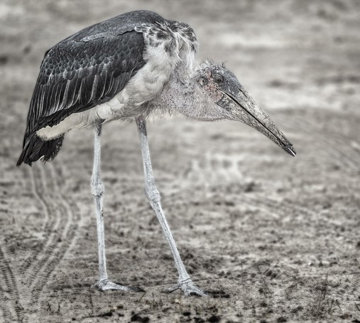 A maribou stork photographed in Zimbabwe and the scene desaturated in processing. It is sometimes called the "undertaker bird" due to its shape from behind: cloak-like wings and back, skinny white legs, and sometimes a large white mass of "hair". Not to mention its penchant for carrion. 

#maribou #stork #zimbabwe #bird #birds #birdphootgraphy #undertaker #desaturated #legs #leggy #sandy #savanna #wildlife #wildlifephotography #AYearForArt #buyIntoArt #giftideas #wallart #artforsale @joancarroll 

https://joan-carroll.pixels.com/featured/maribou-stork-zimbabwe-joan-carroll.html
