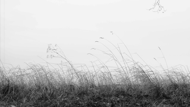 The image is a black and white photograph depicting tall grasses or reeds bending in the wind against a light sky background. The composition is minimalistic, with the grasses taking up the lower portion of the image and the sky filling the rest. There are no prominent objects or figures, creating a serene and natural scene.