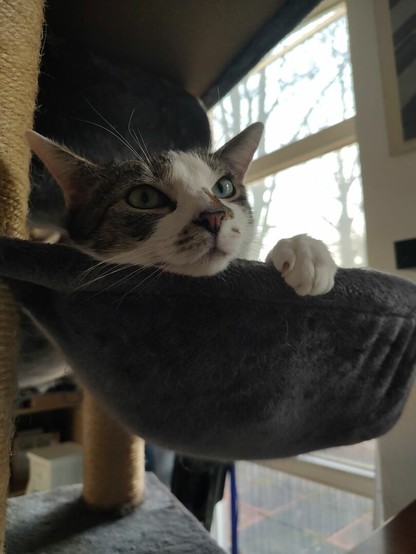 der Kater Sammy kuckt neugierig aus der Hängekuhle des kratzbaums