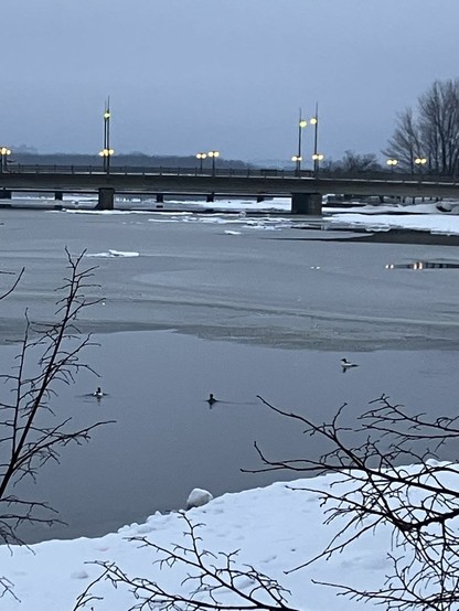 An overcast day. Bridge in the background with lampposts still lit in the early morning. Snowy riverbank in the foreground with some bare tree branches interjecting diagonal lines. 3 mergansers float in the open water of the partially blasted frozen river. One female with a male on either side .