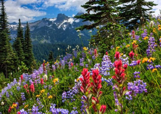 Red and purple wildflowers on a slope with mountains and blue sky with white clouds in the background.