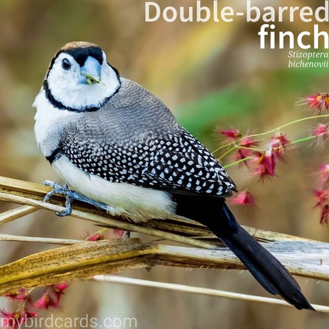 🌏 Double-barred finch (Stizoptera bichenovii) 

The double-barred finch, also known as the owl finch, is a striking estrildid finch found in Australia. It's known for its distinctive appearance: a white face bordered by black, and white underparts with two black bars across the chest. They inhabit dry savannah, grasslands, and shrublands, often near water. Double-barred finches are gregarious, feeding on seeds and moving in flocks. Their behavior includes ground feeding and a characteristic undulating flight. Two subspecies are recognised.

Conservation status: Least Concern (IUCN 3.1)

📷: Photo by Gaz_Chapp via Pixabay 

OMUW