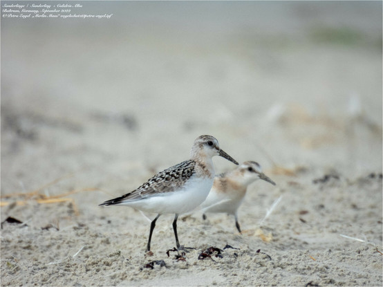 Sanderlinge am Nordseestrand