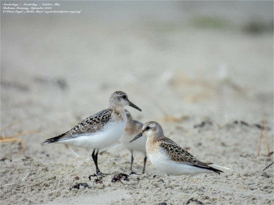 Sanderlinge am Nordseestrand
