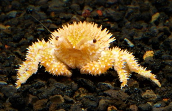 Cangrejo naranja cubierto de púas.