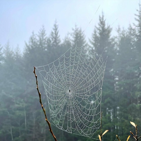 Dee on a spiderweb