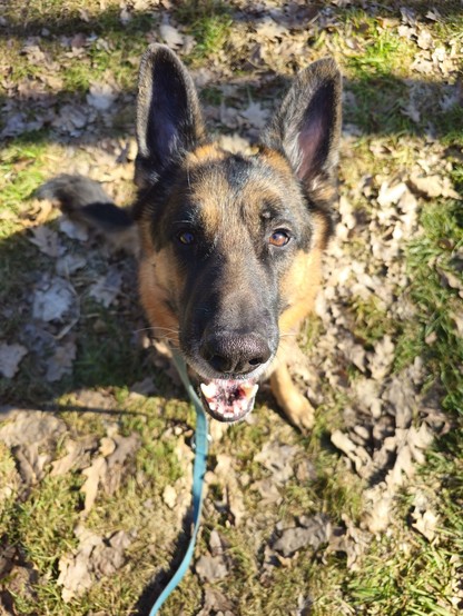A photo of a German Shepherd Dog sitting on a bed of leaves, staring up at the camera, smiling widely