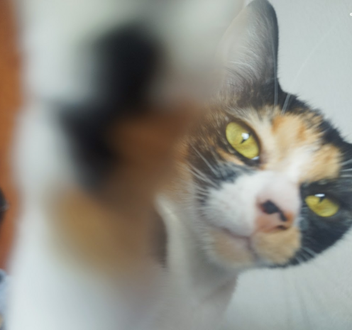 foto de cerca de una gata calico que manda un golpe con su pata derecha a la cámara.
El gesto de la gata es de cansancio y al mismo tiempo de desinteres absoluto