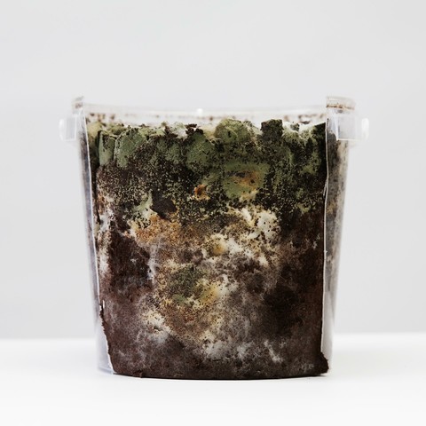 een groene en een witte schimmel in ontwikkeling - de basis is koffiedik - de schimmels staan in het donker en gaan nu weer een paar weken terug naar hun plekje