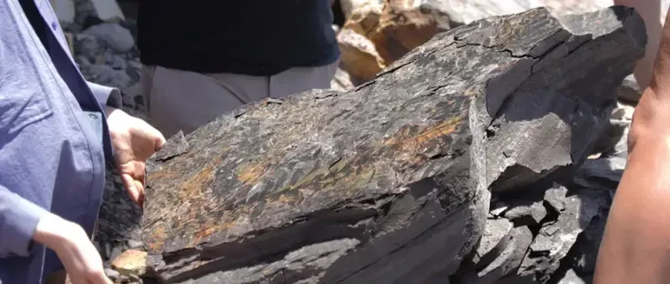 Photo of a large piece of rock with a plant fossil