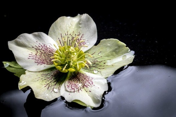 A Helleborus flower with green-white leaves and many yellow stamens, all very sharp. On the leaves are water droplets. The flower lies on a black background in shallow water in which the sky shines.
