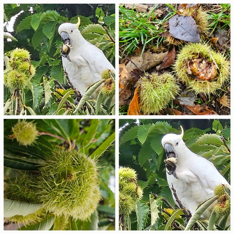 Four frames showing a white bird peeling open spiny green seed cases; a sulphur crested cockatoo eating chestnuts. Dharug and Gundungurra country.