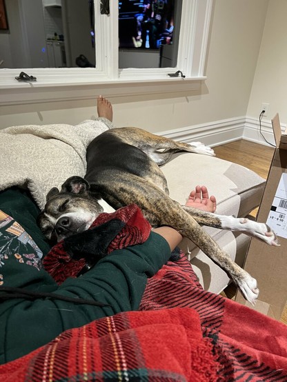A brindle dog asleep on a person in a green sweatshirt. Some red cushions and a blanket are visible.
