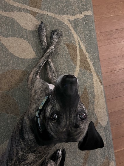 A brindle hound mix gazes up at the viewer, his paws crossed daintily.