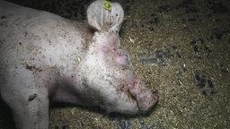 Haltungsstufe 2 in einer deutschen Schweinemast: Ein totes Ferkel liegt zwischen lebenden Tieren, viele Schweine haben eitrige Nabelbrüche, gebrochene Beine, abgebisse Ohren. Ein Zwischengang ist übersät mit Maden.
Quelle @aninova