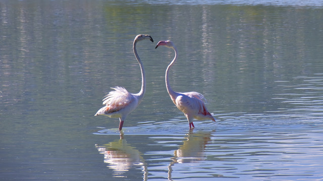 due fenicotteri in uno stagno, con i colli disposti a forma di cuore e le piume arruffate.