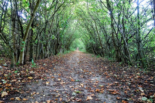 A straight, narrow path stretches into the distance through a dense woodland. The path is covered in fallen leaves, and tall, thin trees line both sides, creating a natural tunnel effect. The branches meet overhead, forming a green canopy that filters the light. The ground is dark and moist, suggesting recent rain.