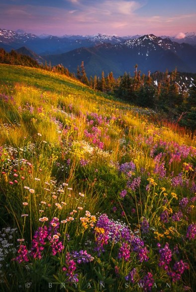 Colourful flowers on the slope of a hill with snow-covered mountains in the background.