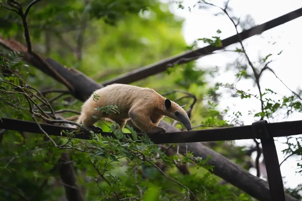 A bare-skinned anteater is walking on top of a wooden structure.