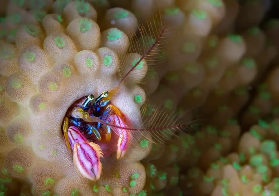 photograph of a hermit crab with big pink claws, an electric blue body and big feathery.. antenna? feelers?peeping out from a hole in a coral reef on the left half of the photo. The reef is composed of a cluster of peach coloured round modules all topped with a green spot.