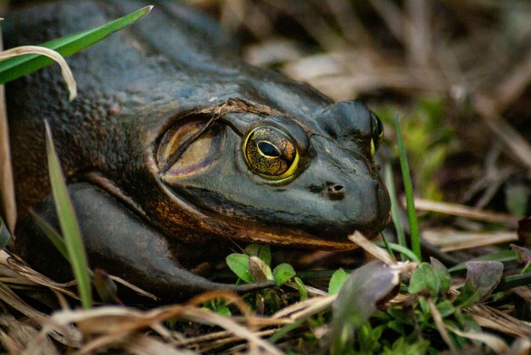 close-up photo of a frog