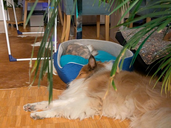 A big pet bed with a single black silver torbie with white Maine Coon in it and a sable Rough Collie lying in front of it on the floor