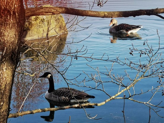 Zwei Gänse schwimmen auf einem Teich, vorn eine Kanada- hinten eine Graugans. Links sieht man einen Baumstamm zur Hälfte und oben lugt ein großer Stein aus dem Wasser. Die Tiere schwimmen von rechts nach links.