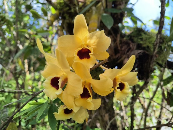 A creamy yellow dendrobium orchid with brownish-red center.