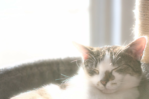 Ein portrait des Kater Sammy. Er liegt mit geschlossenen Augen da und genießt die Sonne