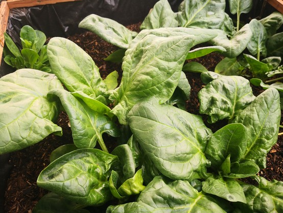 Vogerlsalat aka Feldsalat im Hochbeet