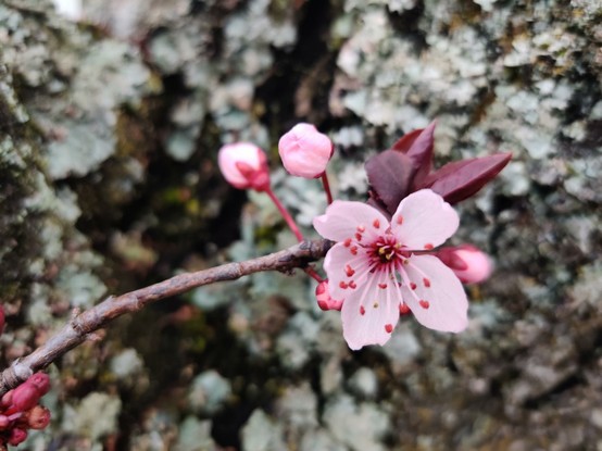 A single open plum blossom, pink and new, at the end of a narrow branch with a lichen-coated trunk out of focus behind it. Several other buds are about to open, to keep it company soon.