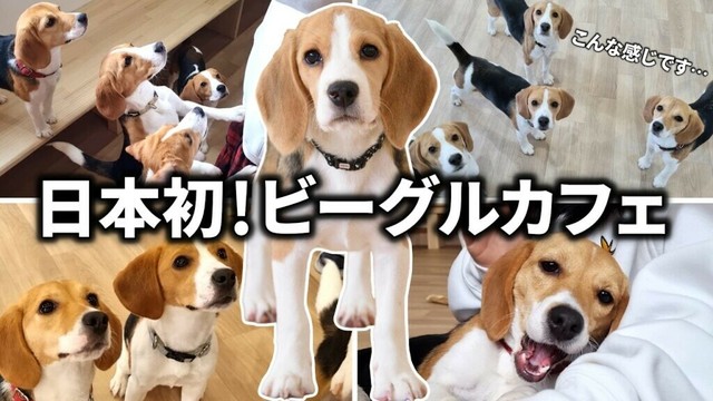 【初公開】ビーグルカフェって実際どうなの？営業中の様子をお見せします！