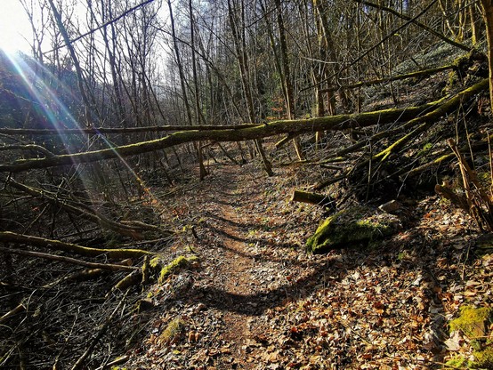 Ein Singletrail führt durch einen Wald. Ein umgestürzer Baum schwebt über dem Weg. Von rechts fallen Sonnenstrahlen grell ins Bild.