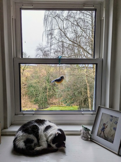 A black and white senior cat is curled up asleep on a white windowsill. Above him, a small needlefeted bird is hanging in the window. The window overlooks a peaceful landscape of trees and fields under an overcast sky. On the windowsill, a framed fairy illustration, a small knitted Baby Yoda figure and other cozy decorations add charm to the scene.