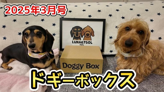 ドギーボックス2025年3月号を、みんなで楽しむ【ミニチュアダックスフンド】