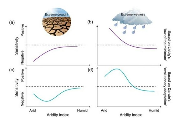 Hypothesized response of grassland aboveground net primary productivity (ANPP) sensitivity to precipitation extremes (extreme drought or wetness) along an aridity gradient.