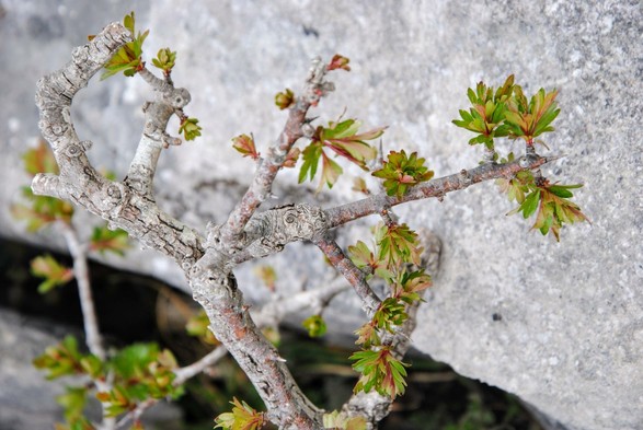 A small, grey-brown branch grows out of a shady crevice between two larger grey, smooth limestones. Small green leaves are budding all over the branch.