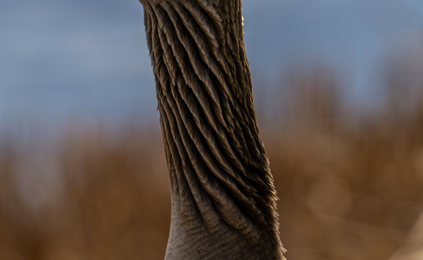 Grauganshals