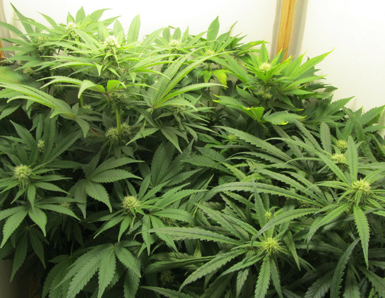 3 weibliche Cannabispflanzen in Blüte unter LED