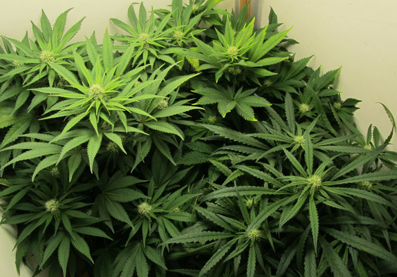 3 weibliche Cannabispflanzen in Blüte unter LED