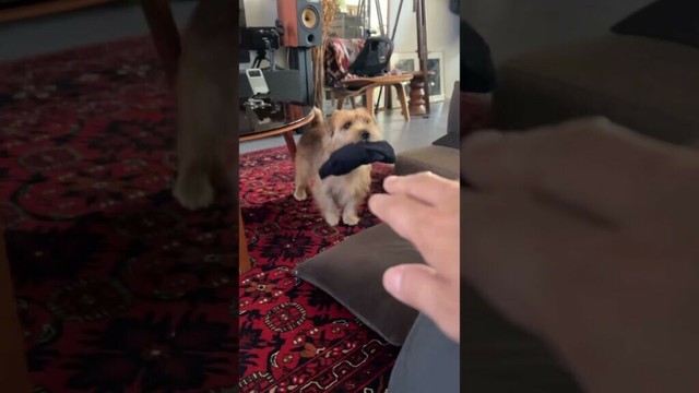 【あそんで】#shorts #norfolkterrier #吉 #愛犬キチ #可愛い #terrier #ノーフォークテリア