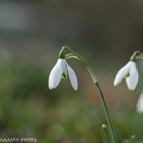 A close-up of a white snowdrop flower with a drooping bloom, set against a blurred green background
