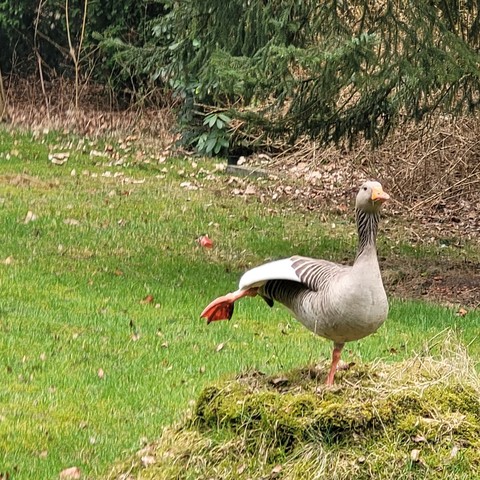 Eine Graugans steht mit einem Bein auf einem mit Moos überwucherten Baumstumpf und streckt ihr rechtes Bein nach hinten weg. Sie schaut beinahe verträumt in die Ferne zum rechten Bildrand. Hinter hier eine grüne Wiese und eine  Böschung voller Herbstlaub.
