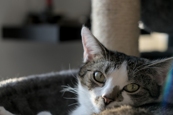 Portrait des Kater Sammy. Er blickt liegend über die Schulter in die Kamera