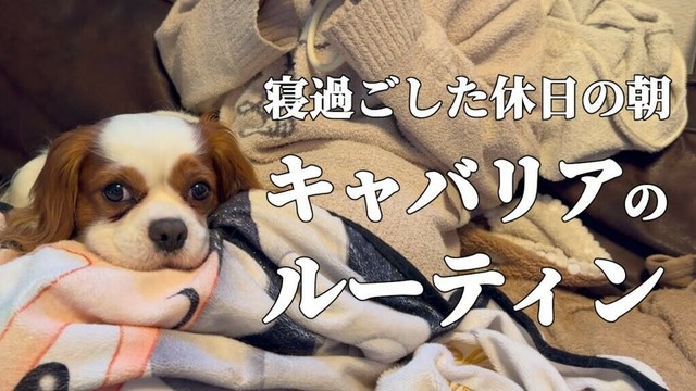 キャバリア犬の休日／起床からお昼寝までの日常【モーニングルーティン動画】