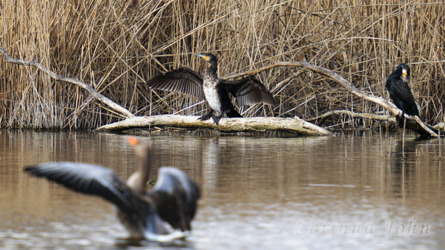 Ein Kormoran trocknet seine Flügel auf einem toten Baumstamm am Ufer. Unscharf im Vordergrund schüttelt eine Graugans ihre Flügel. Ganz rechts sitzt ein weitere Kormoran und putzt sich.