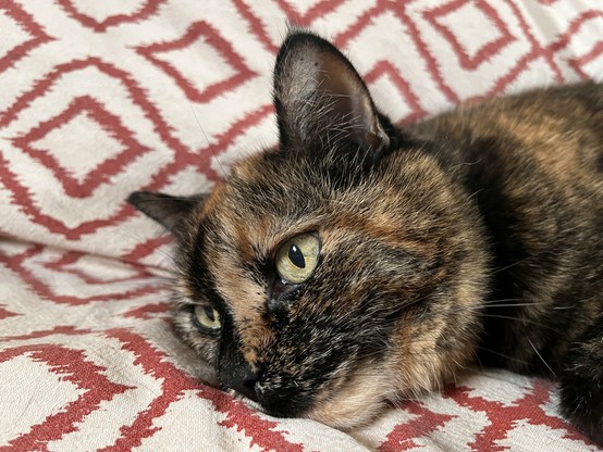 An old tortie lies on a blanket-covered couch thinking goofy thoughts. That’s it. That’s the whole photograph.